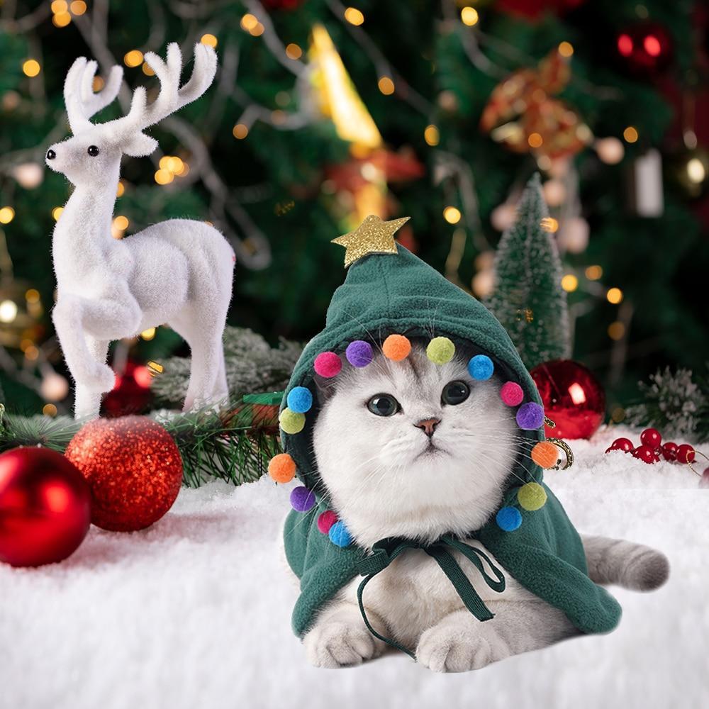 Christmas changing into funny cat clothes Cape